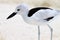 Crab Plover 4