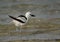 Crab plover at Busaiteen coast, Bahrain