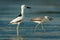 Crab-plover or Crab Plover - Dromas ardeola black and white bird related to the waders, own family Dromadidae, blue ocean with