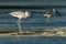 Crab-plover or Crab Plover - Dromas ardeola black and white bird related to the waders, own family Dromadidae, blue ocean with