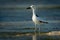 Crab-plover or Crab Plover - Dromas ardeola black and white bird related to the waders, own family Dromadidae, blue ocean with