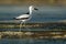 Crab-plover or Crab Plover - Dromas ardeola black and white bird related to the waders, own family Dromadidae, blue ocean with