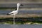 Crab-plover or Crab Plover - Dromas ardeola black and white bird related to the waders, own family Dromadidae, blue ocean with