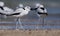 CRAB PLOVERS