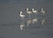 Crab plovers at Busaiteen coast during low tide, Bahrain