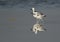 Crab plovers walking at Busaiteen coast with beautiful reflection on water, Bahrain
