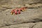 Crab on a rocky cliff.