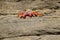 Crab on a rocky cliff.