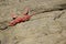 Crab on a rocky cliff.