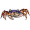 The crab. A royal rainbow crab. Cardisoma armatum
