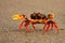 Crab running across road