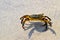 A Crab on the Sand at the Maine Shore