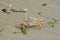 Crab in the sand with mussels and algae