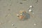 Crab in the sand with shells