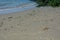 Crab on the sandy beach with waves and rocks