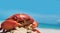 Crab on seaside
