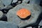 Crab shell on a rocky beach