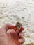 crab shell small shellfish