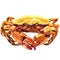 Crab, shellfish, fresh seafood, cooked dungeness crab, serrated mud crab, isolated, watercolor illustration on white