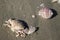 Crab and shells on the grey sand in the open air