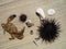 Crab, shells and sea urchins