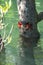 Crab sits on a branch in the mangrove swamp