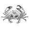 Crab sketch. Vector illustration on white background.