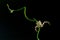 Crab Spider on beautiful green leaves (Animal)