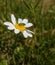 Crab Spider and Beetle on white and yellow flower