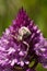 Crab spider camouflag on a Pyramidal Orchid