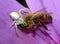 Crab Spider Catches Honeybee