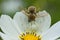 Crab Spider Catches Honeybee