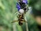 Crab Spider caught a bee on a Lavender flower stalk.