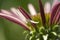 Crab Spider on Echinacea Coneflower