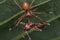 Crab spider feeding time