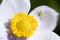 Crab spider and flower