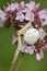 Crab Spider - Misumena vatia