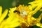 Crab spider, Misumena vatia killibg asmall furrow bee, Lasioglossum pauxilium in a yellow flower