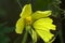 Crab spider preying on grass yellow butterfly