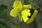 Crab spider preying on grass yellow butterfly