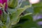 Crab Spider Rose Leaf 01