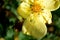 Crab spider on shrubby cinquefoil