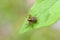 The crab spider sitting on leaf in meadow