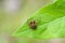 The crab spider sitting on leaf in meadow