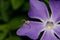 Crab spider stalking prey on a petal of bigleaf periwinkle.