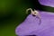 Crab spider stalking prey on a petal of bigleaf periwinkle.