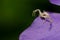 Crab spider stalking prey on a petal of bigleaf periwinkle.