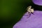 Crab spider stalking prey on a petal of bigleaf periwinkle.