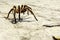 Crab spider walking on the pavement of a street