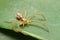 Crab spiders hidden in plants